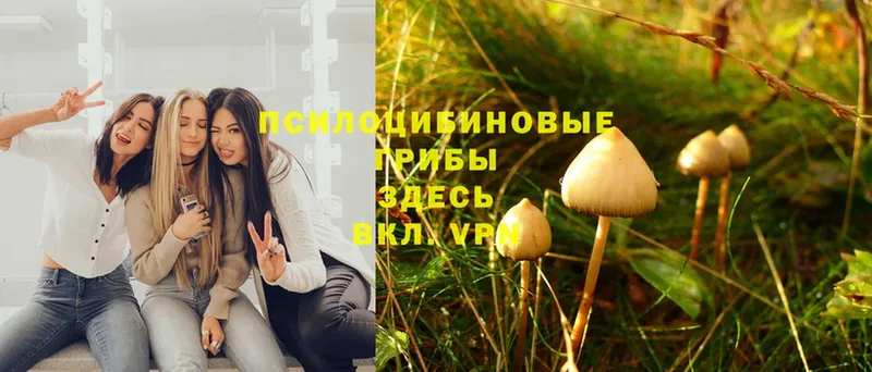 Галлюциногенные грибы MAGIC MUSHROOMS  закладка  гидра как войти  Нарткала 